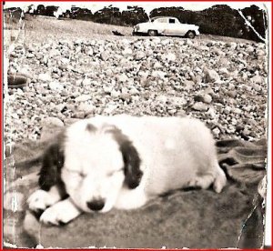 Laddie, my first dog.JPG