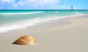 shellbeach.jpg