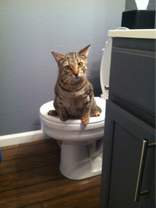 cat toilet.jpg