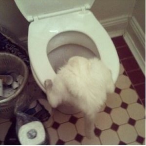 cat toilet2.jpg