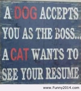 a-dog-accepts-you-as-the-boss-a-cat-wants-to-see-your-resume-cats-quote.jpg