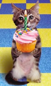 happy birthday cat.jpg