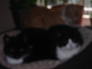 spring 003.jpg