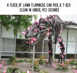 lawnflamingos.jpg