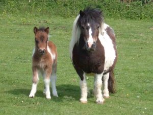 shetlands.jpg