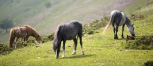 welsh.jpg