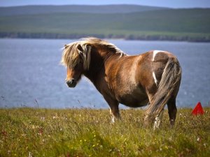 shetland1.jpg