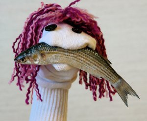sock puppet.jpg