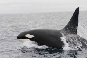 whale.jpg