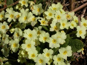 DSCN5481.jpg