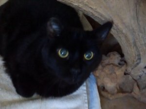 onyx2.jpg