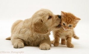 24812-Golden-Retriever-pup-with-ginger-kitten-white-background.jpg