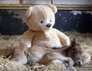 foal and friend.JPG