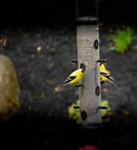 Gold Finches.jpg Gold Finches.jpg