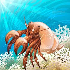 hermitcrab.jpg
