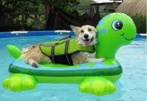 dog-on-float.jpg