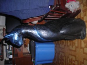 cat 003.jpg
