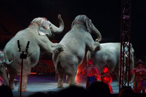 circus-elephants.jpg
