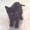 kitty.jpg