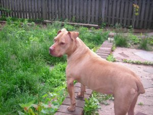 dog bath 014.jpg