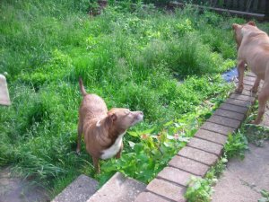 dog bath 008.jpg
