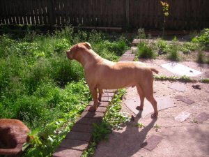 dog bath 005.jpg