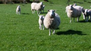 maysheepies.jpg