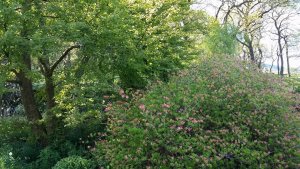 garden7.jpg