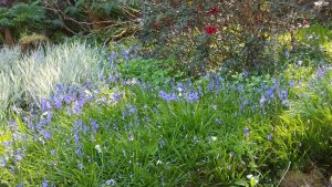 garden6.jpg