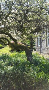 garden2.jpg