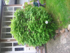 garden 008.jpg