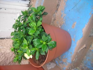 garden 002.jpg