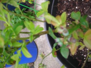garden 003.jpg