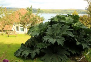 gunnera.jpg