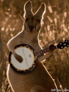 Kangaroo-Playing-Guitar-Funny-Gif.jpg