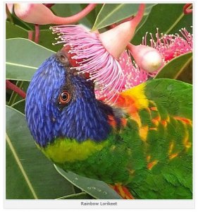 Rainbow lorikeet.JPG
