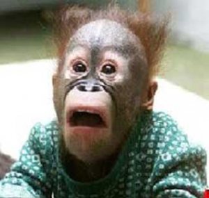 monkey-funny.jpg