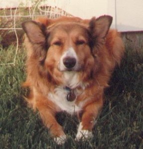 bandit106.jpg
