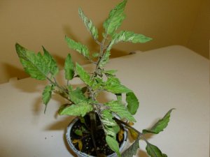 marion tomatoeGIF.jpg