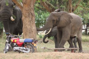 elephantsmurchison.jpg