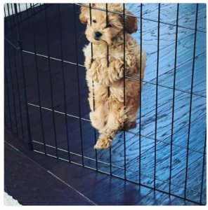 Let my doggie go.JPG