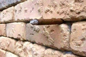 Brick-wall-illusion-1.jpg Brick-wall-illusion-1.jpg