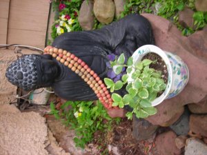 New garden+cat 017.jpg
