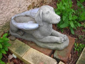 New garden+cat 015.jpg