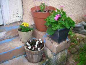 New garden+cat 004.jpg
