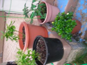 New garden+cat 005.jpg