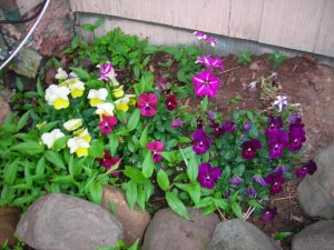New garden+cat 012.jpg