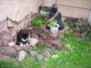 New garden+cat 011.jpg