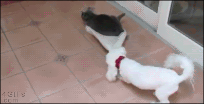 01-funny-gif-160-dog-vs-cat.gif