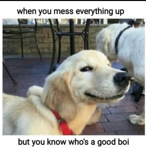 dog good boi..jpg